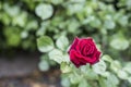 Romantic valentine love Detail closeup red roses in the garden Royalty Free Stock Photo