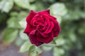 Romantic valentine love Detail closeup red roses in the garden Royalty Free Stock Photo