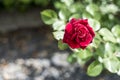 Romantic valentine love Detail closeup red roses in the garden Royalty Free Stock Photo