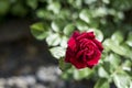 Romantic valentine love Detail closeup red roses in the garden Royalty Free Stock Photo