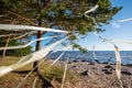 Romantic view of the Baltic Sea coast. White ribbons tied to the branches of a pine tree.