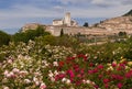Romantic view of Basilica of Saint Francis in Assisi during spring season with roses flowers in the background