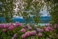 Romantic view of the famous Bled lake with hortensias flowers