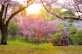 The romantic view of Sakura blooming