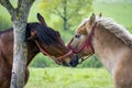Romantic view of two horses kissing
