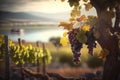 Romantic View from a Vineyard with Grapes and Vines