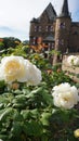 Romantic view of white Roses in front of Satzvey Castle