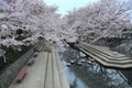 Romantic walkway beneath pink cherry blossoms Sakura Namiki along a small river bank in Fukiage City, Konosu, Saitama, Japan