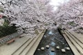 Romantic walkway beneath pink cherry blossoms  Sakura Namiki  along a small river bank in Fukiage City Royalty Free Stock Photo