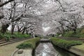 Romantic walkways under an archway of pink cherry blossom trees Sakura Namiki along a small river bank