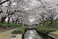 Romantic walkways under the archway of pink cherry tree blossoms Sakura Namiki along a small river bank