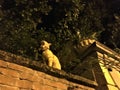 Romantic wall, cat, trees, esoterism and magic in Turin city, Italy. Royalty Free Stock Photo