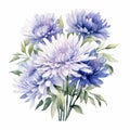 Romantic Watercolor Chrysanthemum Flowers On White Background Royalty Free Stock Photo