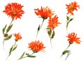 Romantic watercolor nasturtium flowers