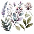 Watercolor Sage Floral Clipart. Beautiful Watercolor set . Isolated on White Background.