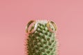 Romantic wedding ring on Cactus and pink background selective focus on Heart inside ring.Love concept. wedding ring on Royalty Free Stock Photo