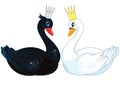 Romantic white black swans couple Royalty Free Stock Photo