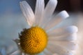 Romantic white daisy flower decorative Royalty Free Stock Photo