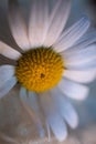 Romantic white daisy flower decorative Royalty Free Stock Photo