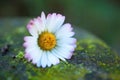 Romantic white daisy flower decorative Royalty Free Stock Photo