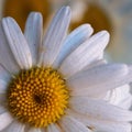 Romantic white daisy flower decorative Royalty Free Stock Photo