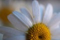 Romantic white daisy flower decorative Royalty Free Stock Photo