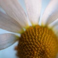 Romantic white daisy flower decorative Royalty Free Stock Photo