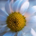 Romantic white daisy flower decorative Royalty Free Stock Photo