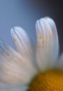 Romantic white daisy flower decorative Royalty Free Stock Photo