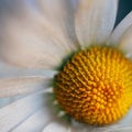 Romantic white daisy flower decorative Royalty Free Stock Photo