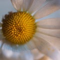 Romantic white daisy flower decorative Royalty Free Stock Photo