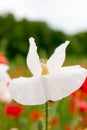 Romantic white flower in blossom ahead of red poppies