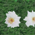 Romantic white rose flowers with grass texture