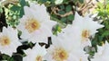 Romantic white rose flowers in home garden Royalty Free Stock Photo