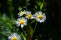 Romantic wild field of daisies with focus