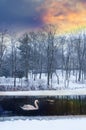 Romantic winter landscape with snow, swam, trees and river in sunset sunrise time