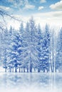 Romantic winter with snowy trees spruces and reflections on icy lake