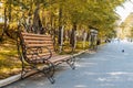 Romantic wooden bench with metal openwork armrests on shady alley in city park Royalty Free Stock Photo