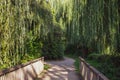 Romantic wooden bridge with weeping willows.