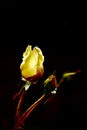 Romantic yellow rose on black background Royalty Free Stock Photo