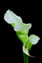 Romantically entwined classic calla lilies Royalty Free Stock Photo