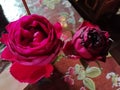 Deep red english roses for love and romance