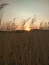 Romantis sunset view on grassland