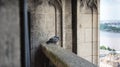 Romatic pigeon couple enjoy the sea view