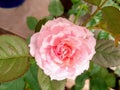 A Romatic Rose In Mini Garden