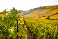 Romatic yellow vineyards during autumn in Rheinhessen Royalty Free Stock Photo