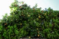 Rome.Aventine Hill, Park Savello,`Orange Garden`