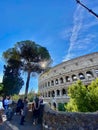 Roma, Colosseo sotto il sole e pino marittimo