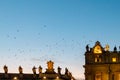 Rome - Flock of birds flying over illuminated facade of the Saint Peter Basilica in the Vatican City, Rome, Italy