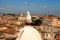 Gull on the outlook above historical center of Rome. Seagull stands over the roofs of Roma. Seagull watching Rome in summer. Bird Royalty Free Stock Photo